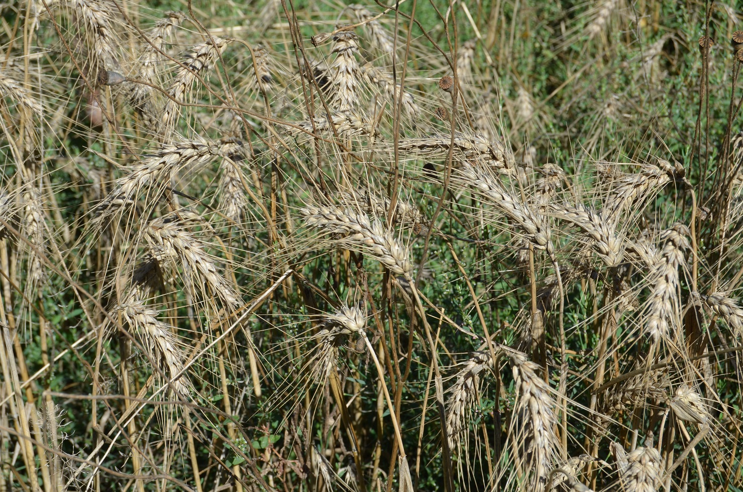 No s'ha trobat l'arxiu